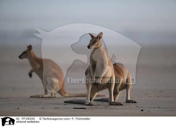 Hbschgesichtwallabys / whiptail wallabies / FF-08350