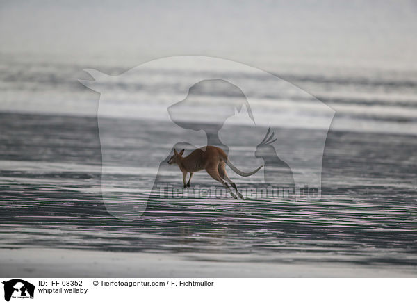 Hbschgesichtwallaby / whiptail wallaby / FF-08352