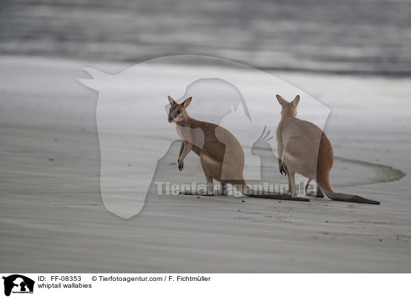 Hbschgesichtwallabys / whiptail wallabies / FF-08353