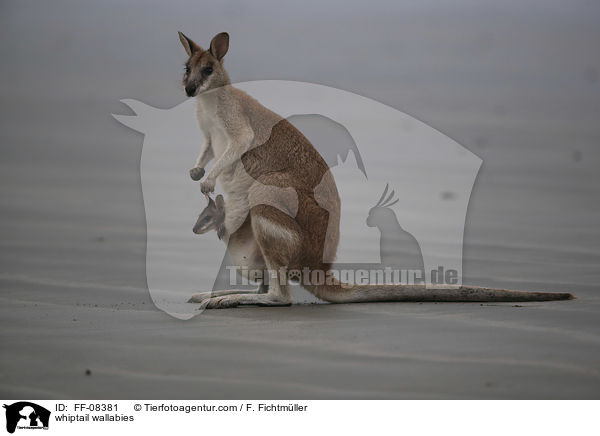 Hbschgesichtwallabys / whiptail wallabies / FF-08381