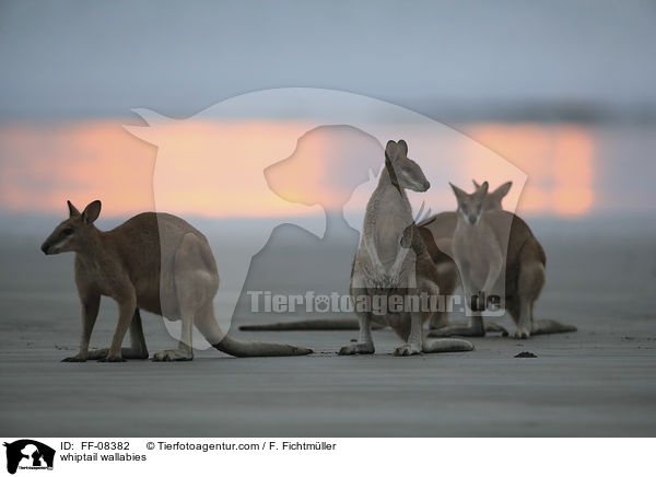 Hbschgesichtwallabys / whiptail wallabies / FF-08382