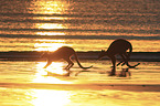 whiptail wallabies