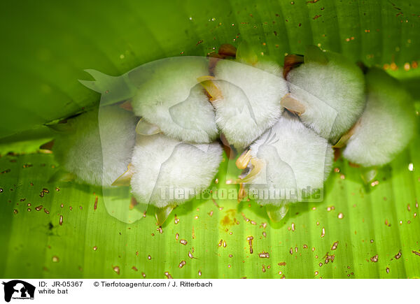 Weie Fledermaus / white bat / JR-05367