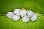white bat