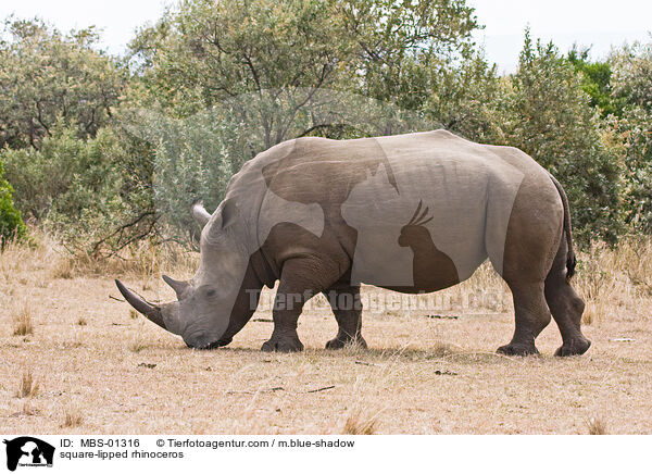 square-lipped rhinoceros / MBS-01316
