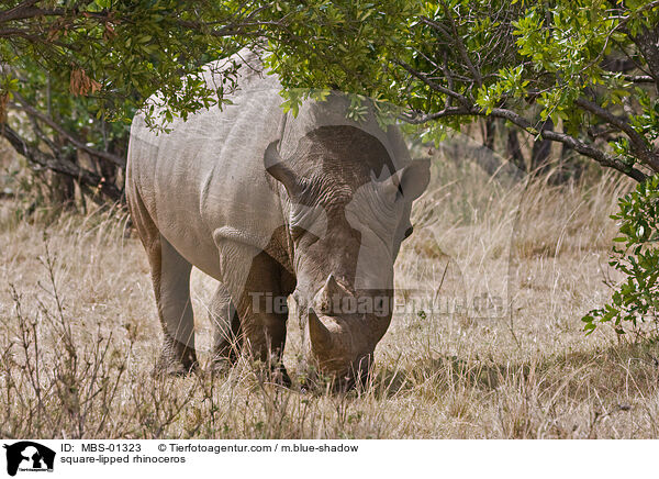 square-lipped rhinoceros / MBS-01323