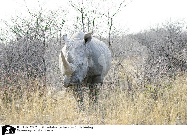 Breitmaulnashorn / Square-lipped rhinoceros / HJ-01362