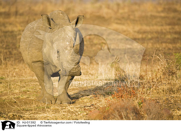 Breitmaulnashorn / Square-lipped rhinoceros / HJ-01392
