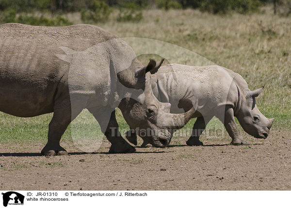 Breitmaulnashrner / white rhinoceroses / JR-01310