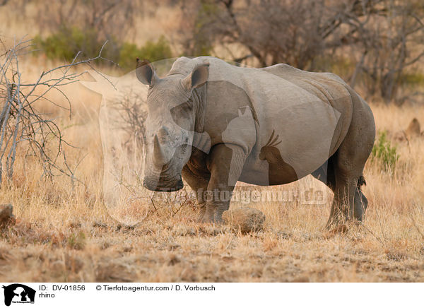 rhino / DV-01856