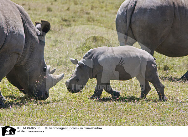 white rhinoceroses / MBS-02786