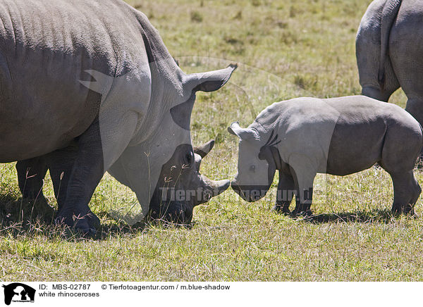 Breitmaulnashrner / white rhinoceroses / MBS-02787