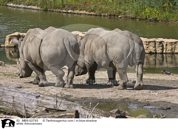 Breitmaulnashrner / white rhinoceroses / MBS-02793