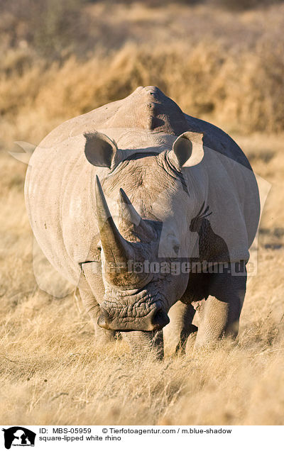 Breitmaulnashorn / square-lipped white rhino / MBS-05959