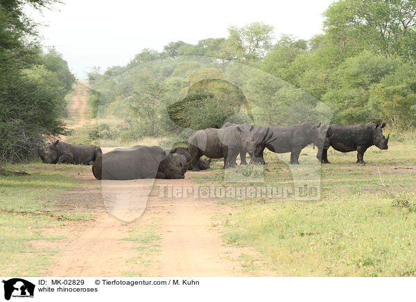 Breitmaulnashrner / white rhinoceroses / MK-02829
