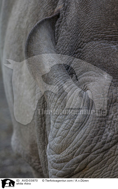 Breitmaulnashorn / white rhino / AVD-03970