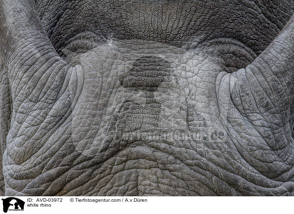 Breitmaulnashorn / white rhino / AVD-03972