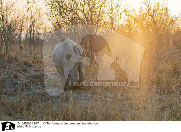 White Rhinoceros / MBS-21107
