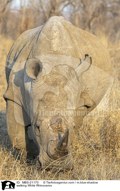 laufendes Breitmaulnashorn / walking White Rhinoceros / MBS-21170