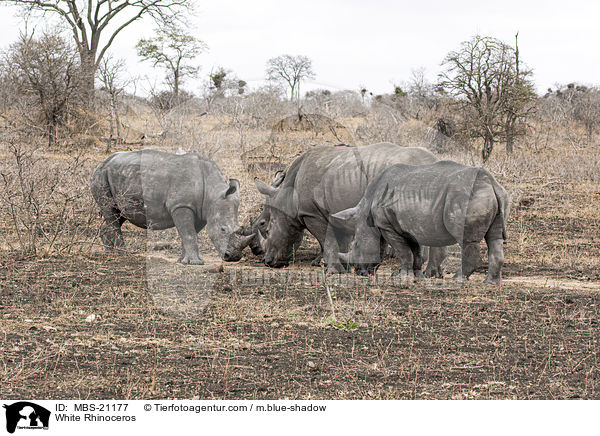 Breitmaulnashrner / White Rhinoceros / MBS-21177