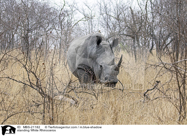 stehendes Breitmaulnashorn / standing White Rhinoceros / MBS-21182