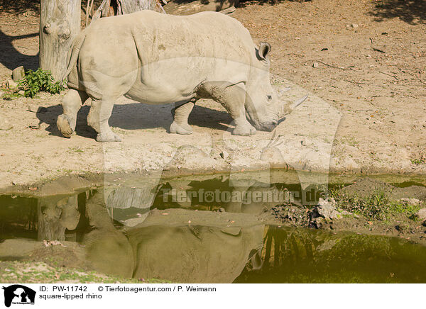 Breitmaulnashorn / square-lipped rhino / PW-11742