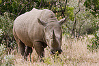 square-lipped rhinoceros