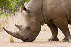 square-lipped rhinoceros