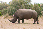 square-lipped rhinoceros