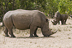 square-lipped rhinoceros