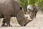 square-lipped rhinoceros