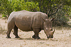 square-lipped rhinoceros