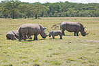square-lipped rhinoceros