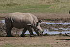 white rhinoceros