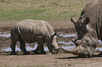 white rhinoceroses