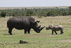 white rhinoceroses