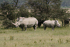 white rhinoceroses