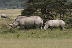 white rhinoceroses