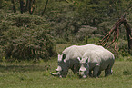 white rhinoceroses