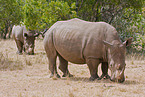 white rhinos