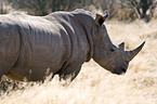 square-lipped white rhino