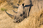 square-lipped white rhino