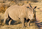 square-lipped white rhino