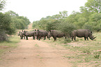 white rhinoceroses