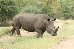 white rhinoceros