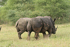white rhinoceroses