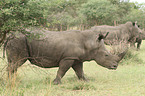 white rhinoceroses