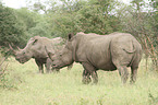 white rhinoceroses
