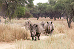 square-lipped rhinos
