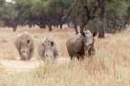 square-lipped rhinos
